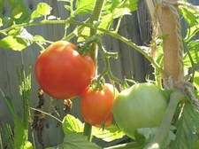 Thumbnail image for tomatoes on vine