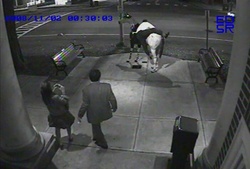 Saratoga Broadway horse vandals