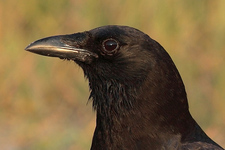 crow closeup