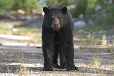 a black bear