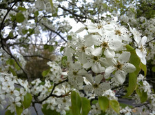 Thumbnail image for pear tree blossoms