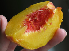 Thumbnail image for peach slice