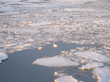 Swans as seen from the lighthouse.