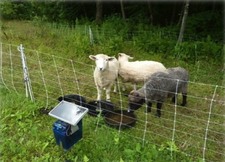 sheep fence Normanskill Farm