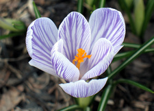 purple crocus macro