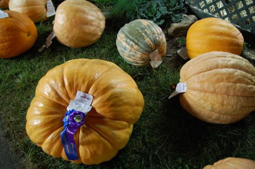 Wash co fair pumpkins