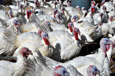 coldwater creek farm turkeys flock