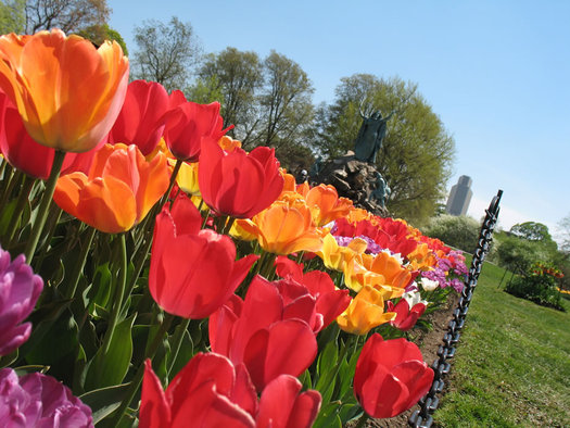 Washington Park tulips Moses Corning Tower