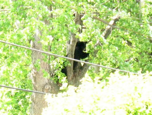 north greenbush bear