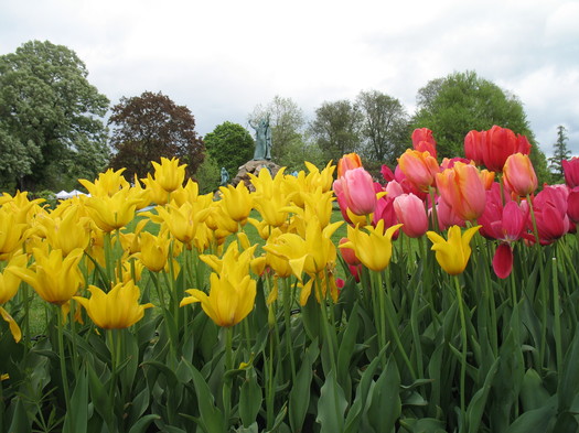 tulips washington park 2012-05-11