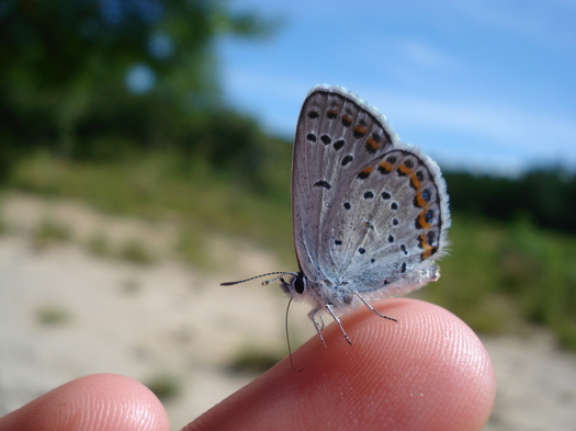 Karner Blue butterfly Albany Pine Bush