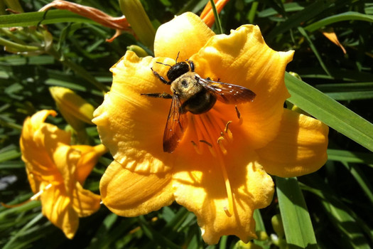 bumblebee flower pollen