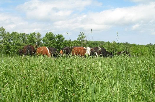 pasture at Gordon Farms