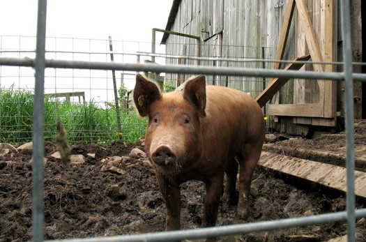 pig at Eight Mile Creek