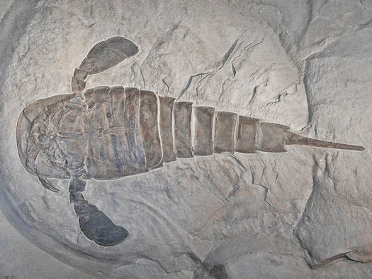 New York State fossil sea scorpion fossil