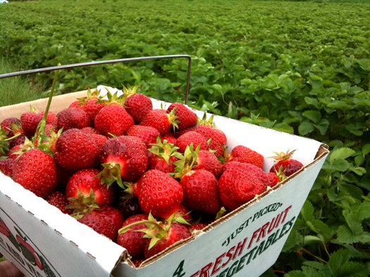 strawberries in box in strawberry field at samascott