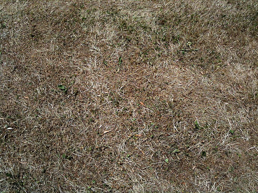 brown dry grass