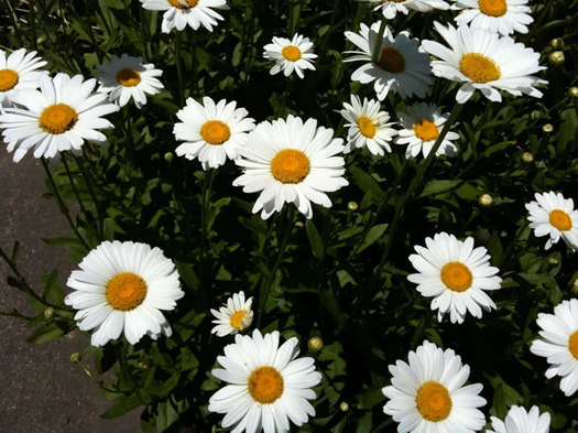 daisies