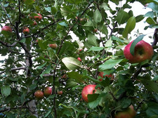 apples in tree