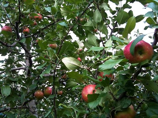 apples in tree at samascott 2011