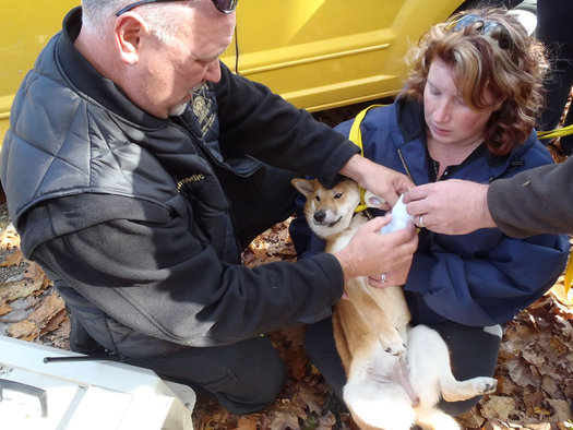 dog rescued after falling at Thacher Park