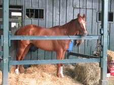 horse in stable at saratoga race course