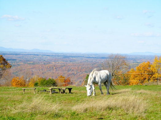 peaceful acres horse pearl