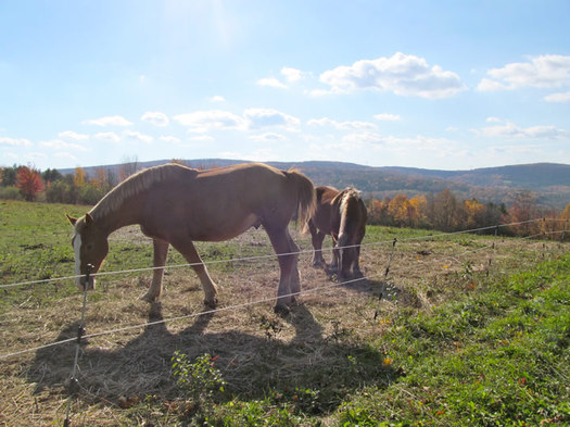 peaceful acres horse woz