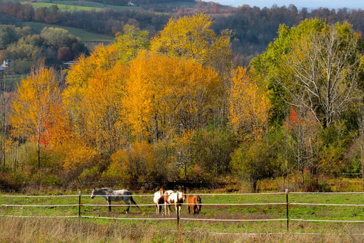 peaceful acres horses with autumn foliage