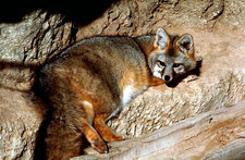 gray fox us fws