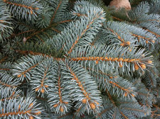 blue spruce branch needles