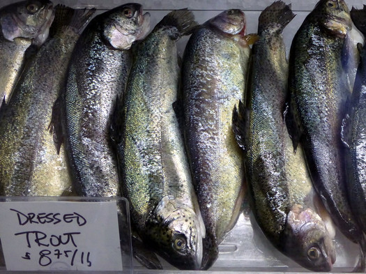 fin fishmonger trout