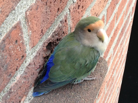 center square parakeet