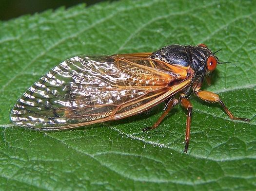Adult periodical cicada by Bruce Marlin