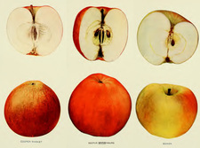 apples_of_new_york_illustrations.jpg