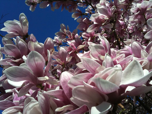 magnolia 2013 May