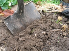 shovel in garden dirt