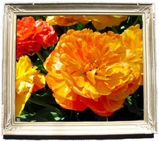 framed tulip photo