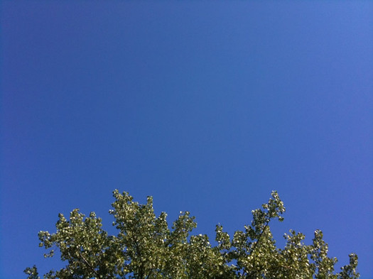 blue sky tree top