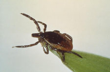 deer tick closeup cdc