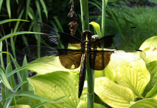 dragon fly closeup