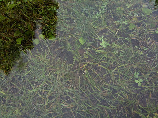 grass under water