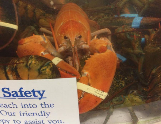 price chopper orange lobster