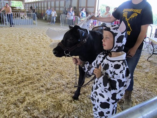 cow costume contest Altamont Fair 2013