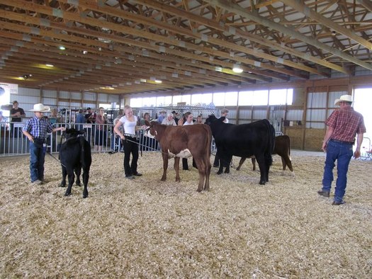 cattle in the show ring with their handlers