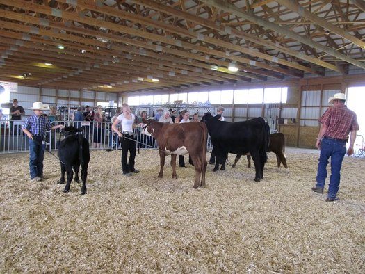 altamont_fair__4-H_cows_kids_in_ring