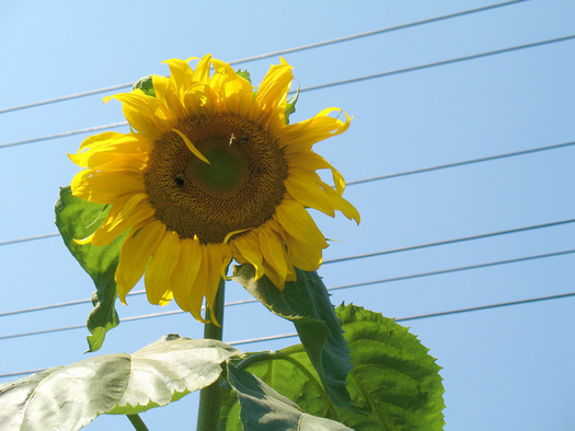 really tall sunflower