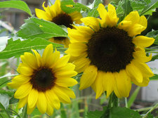 sunflower blooms closeup
