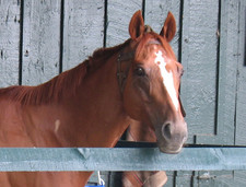 horse in stable head closeup