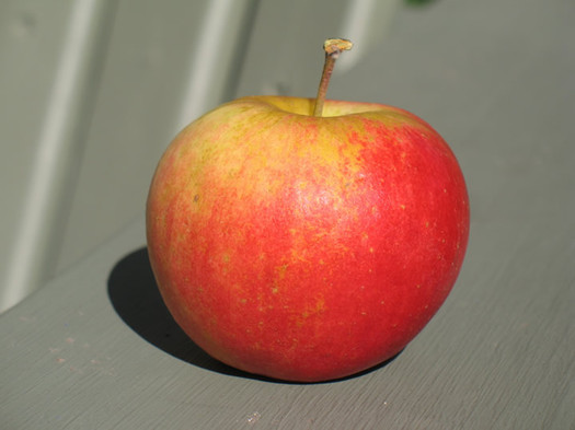 sansa apple closeup